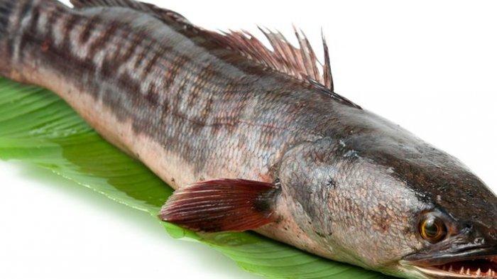Peran Penting Ikan Gabus dalam Diet Pasca Luka dan Pemulihan Tubuh